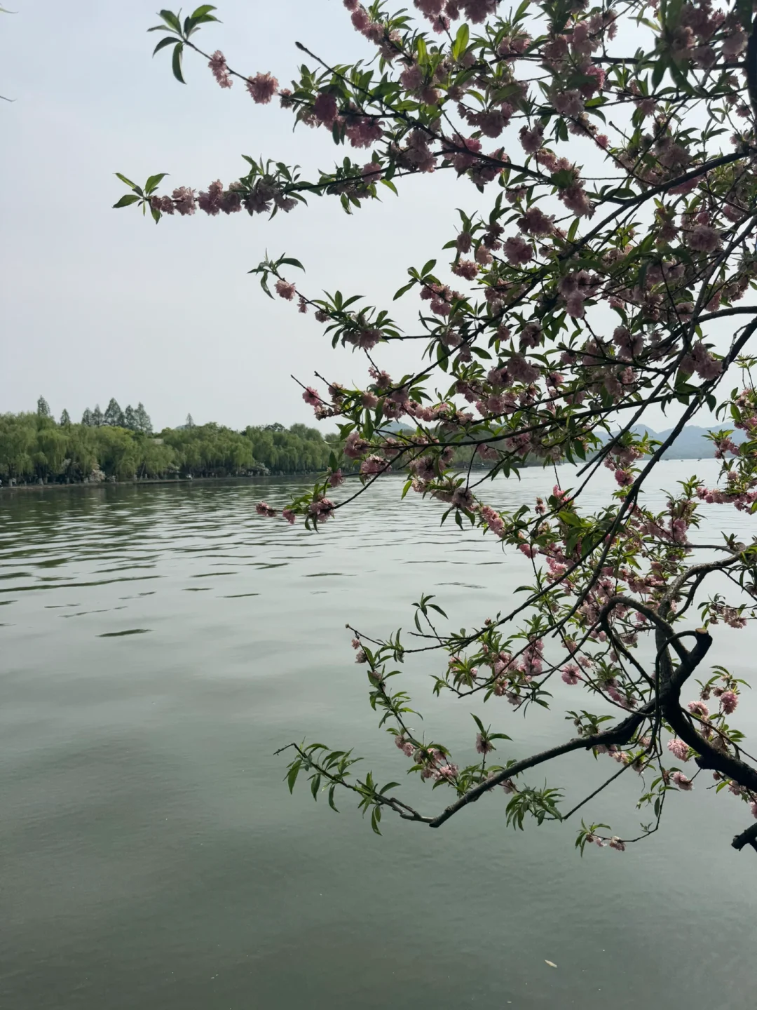 183斤 | 珠圆玉润是我的魅力
