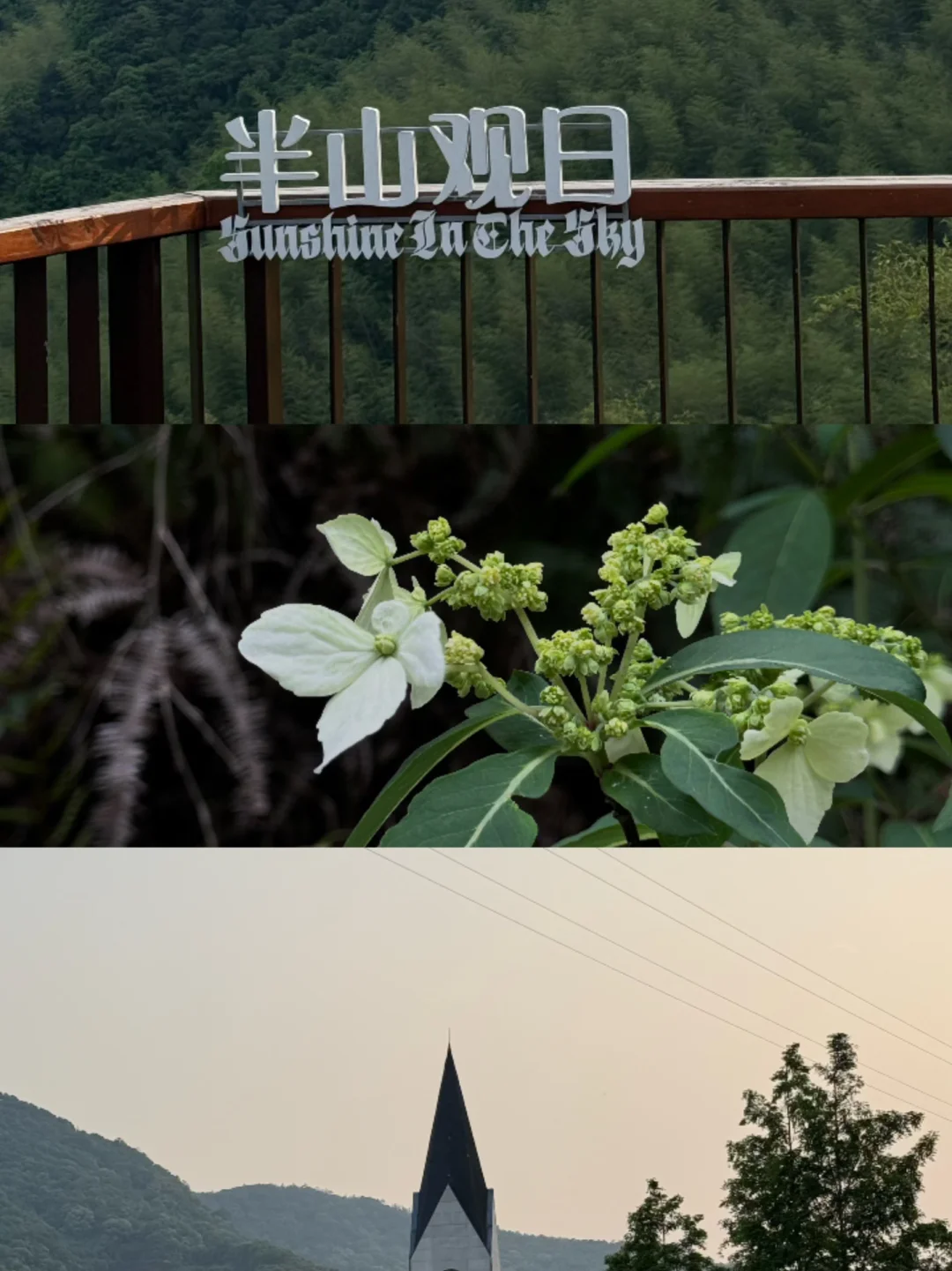 这一刻我是充满生命力的🌳