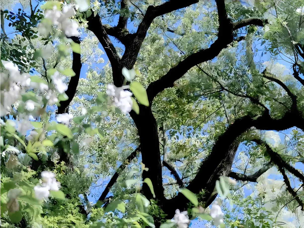治愈系平板壁纸