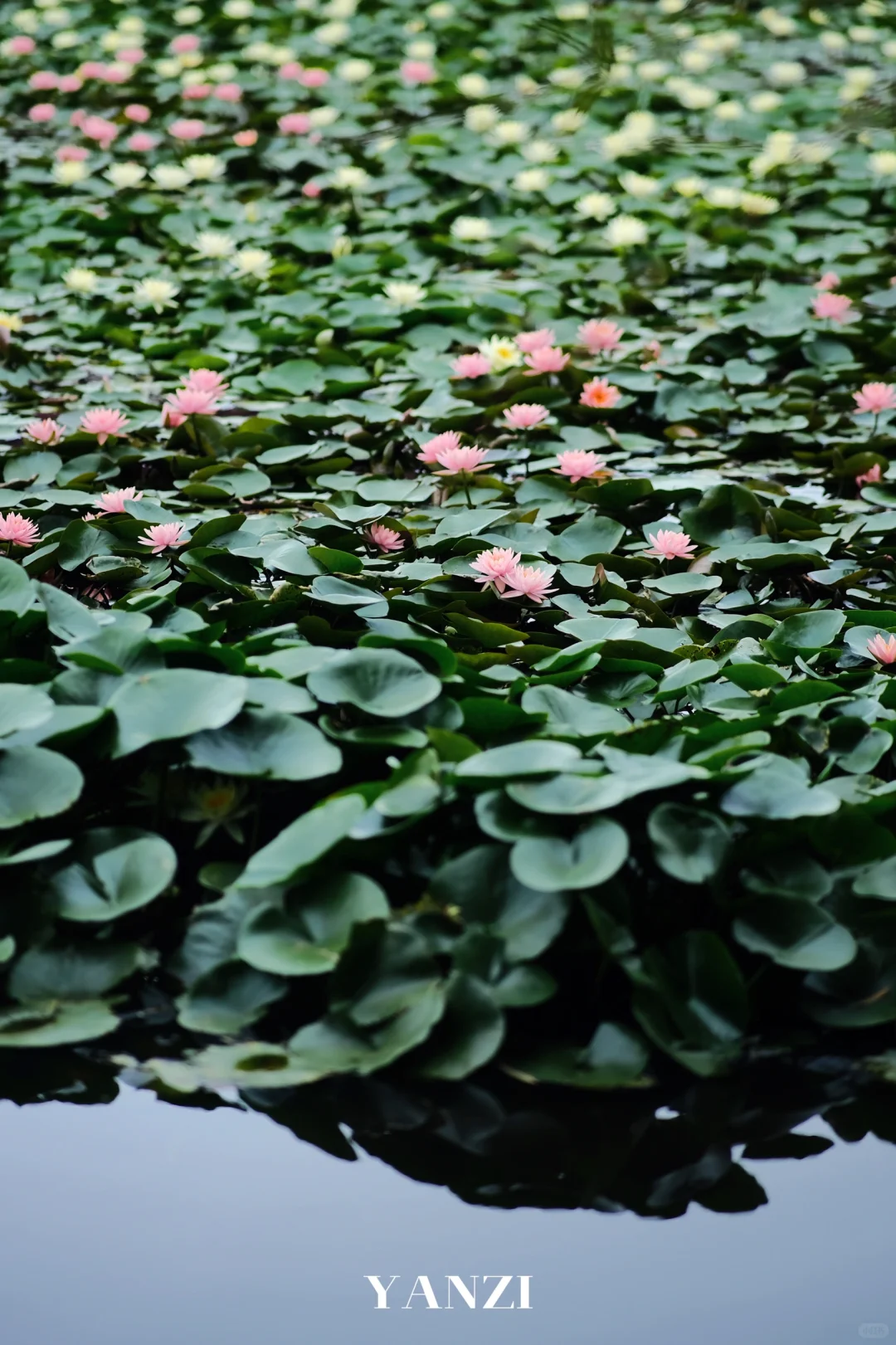北海丨赤西的荷花开啦🌸