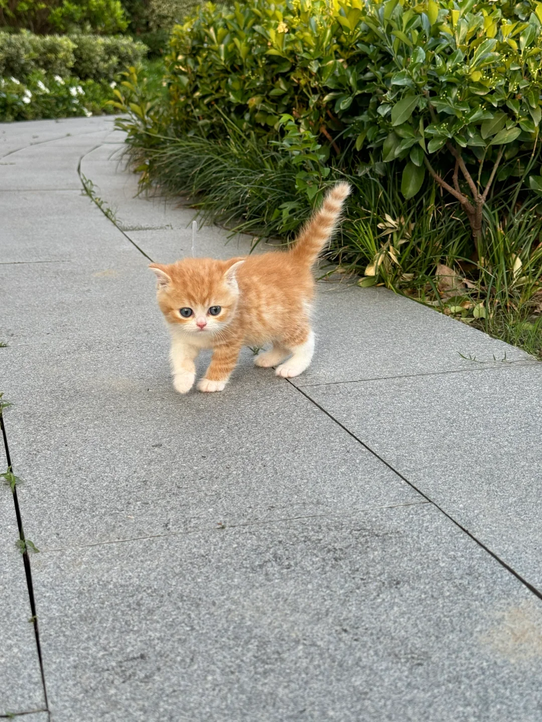 🍊真正的emoji🐈!!!
