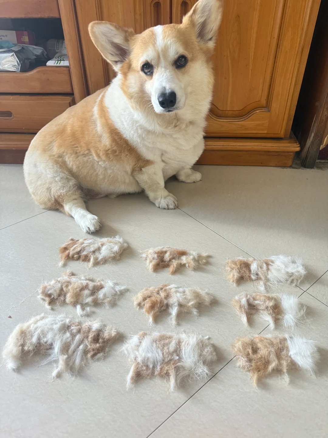 父子平安 一窝9个🐶