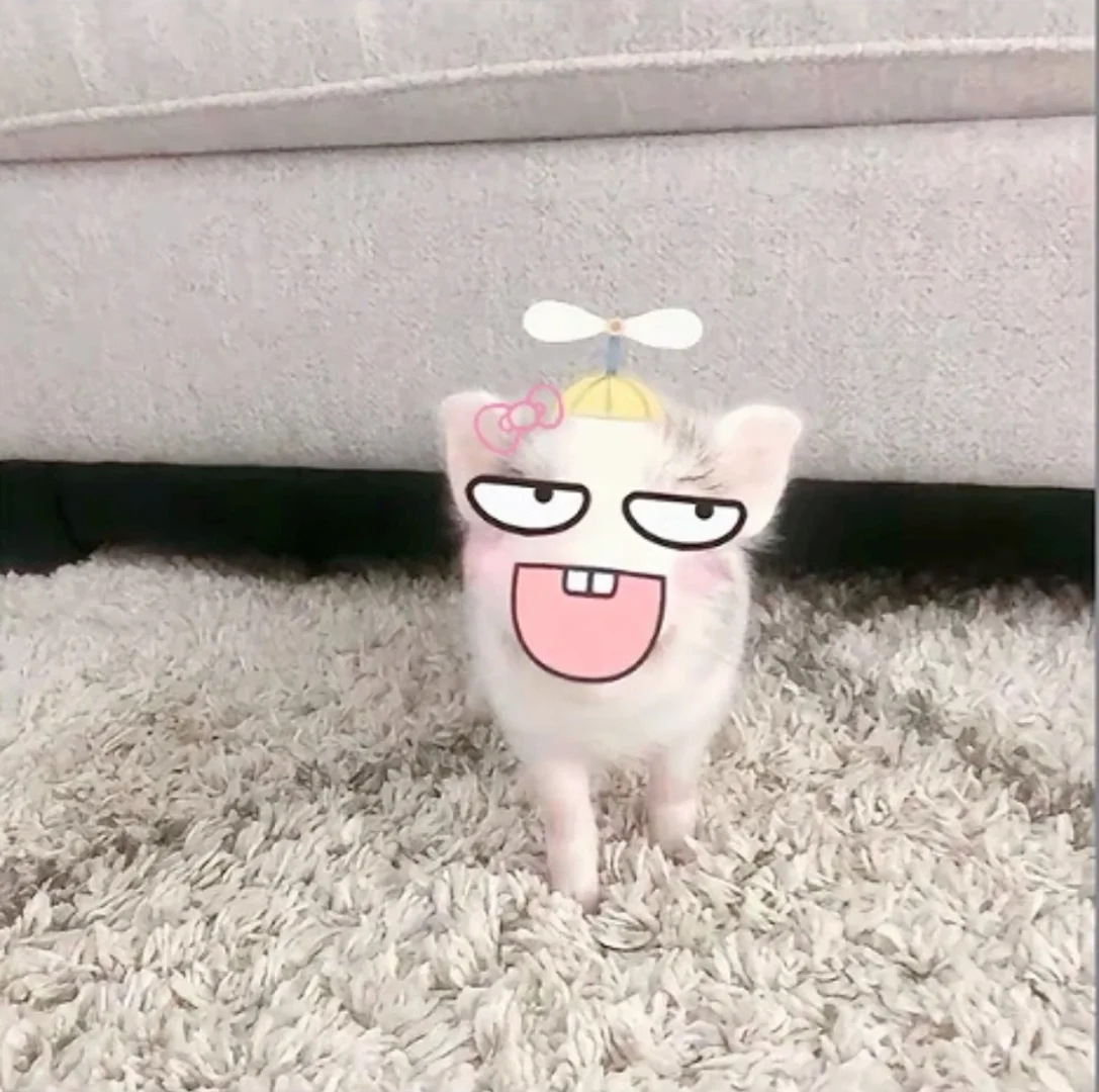 权威猪猪