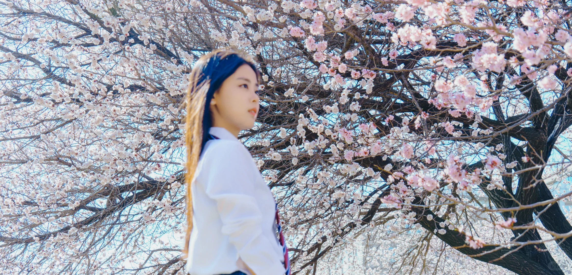 春日杏花，且等风来🌸