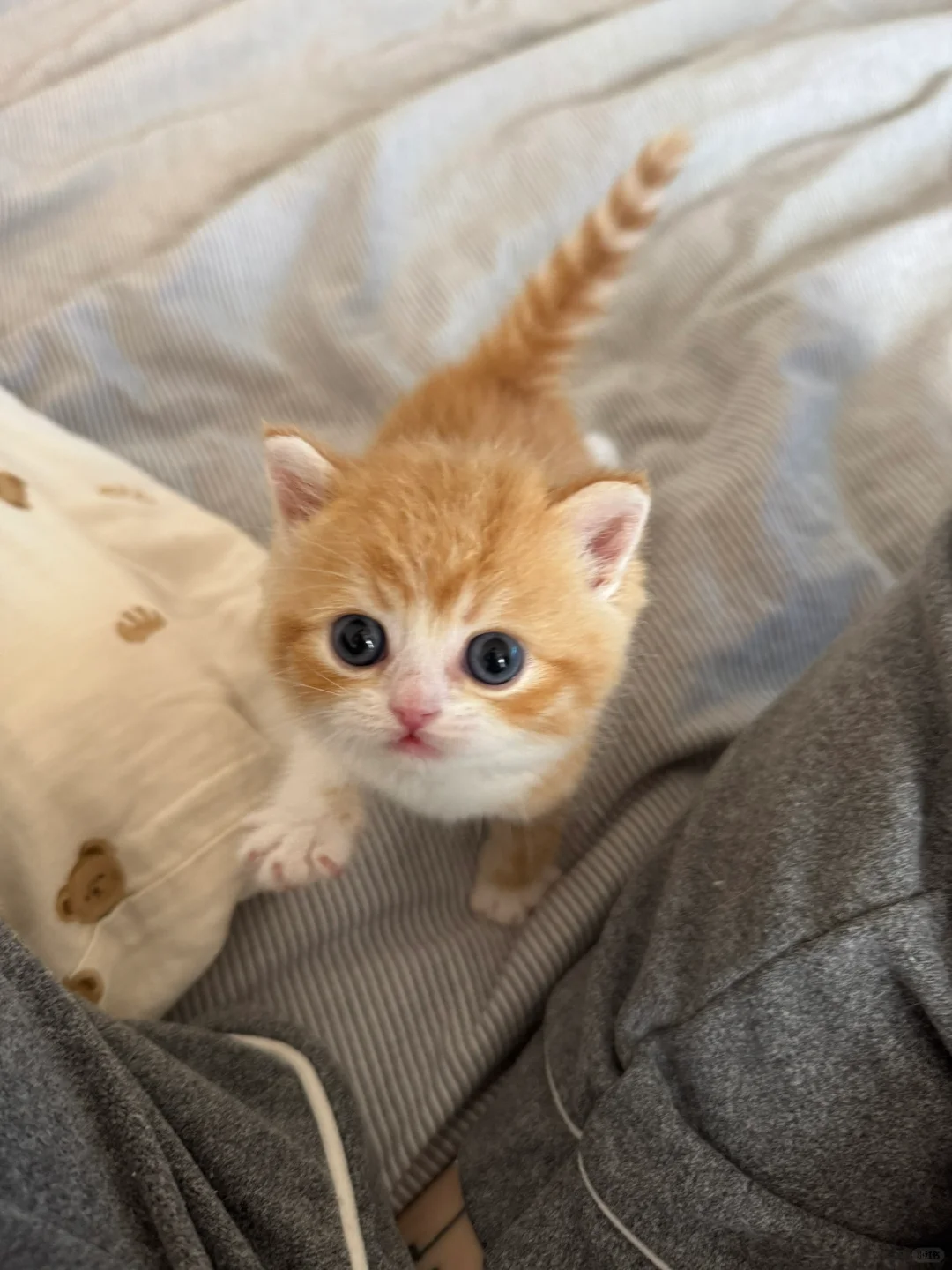 以防你没有见过这么可爱的小🍊猫