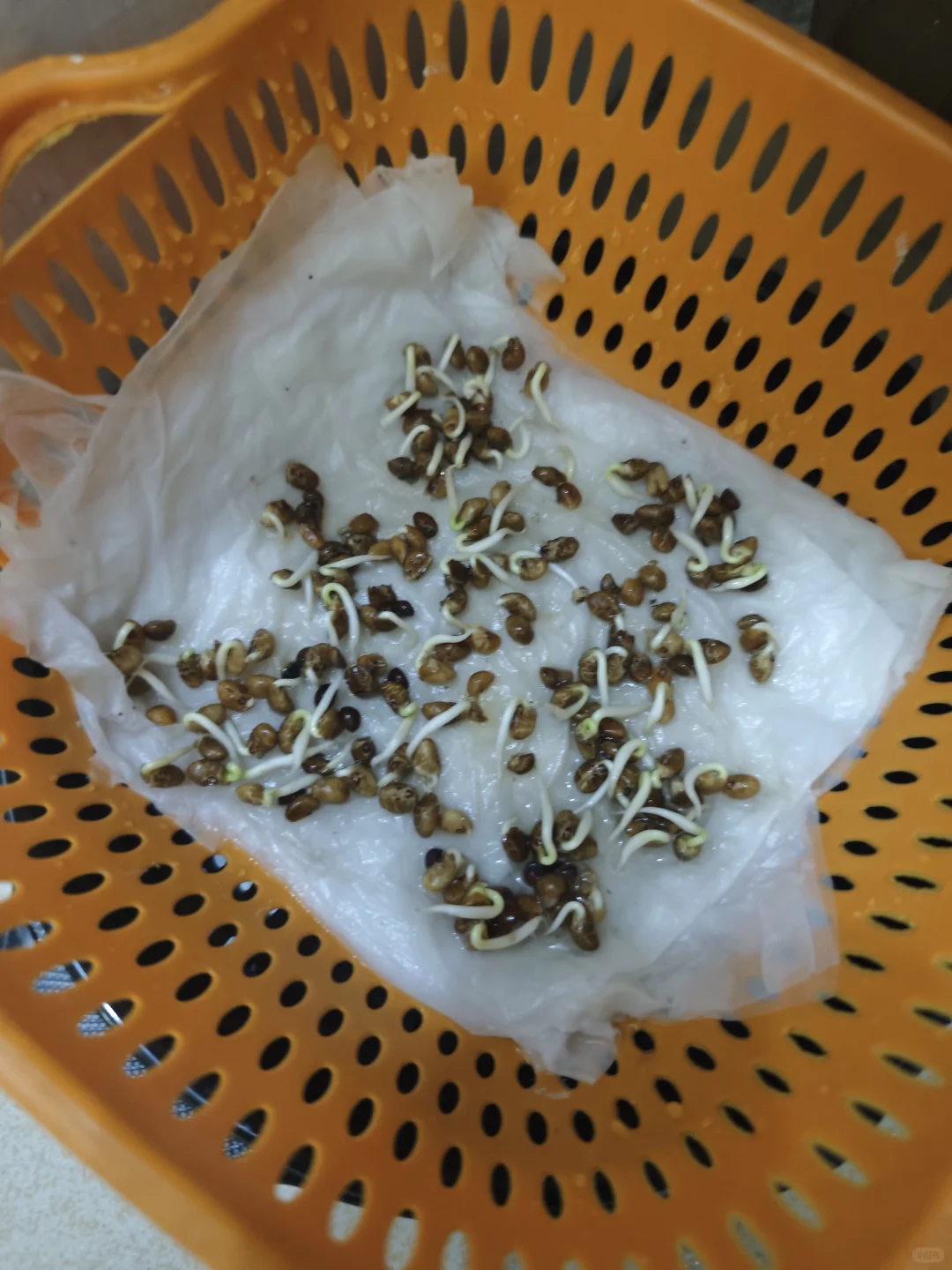 是谁的空心菜种出来了