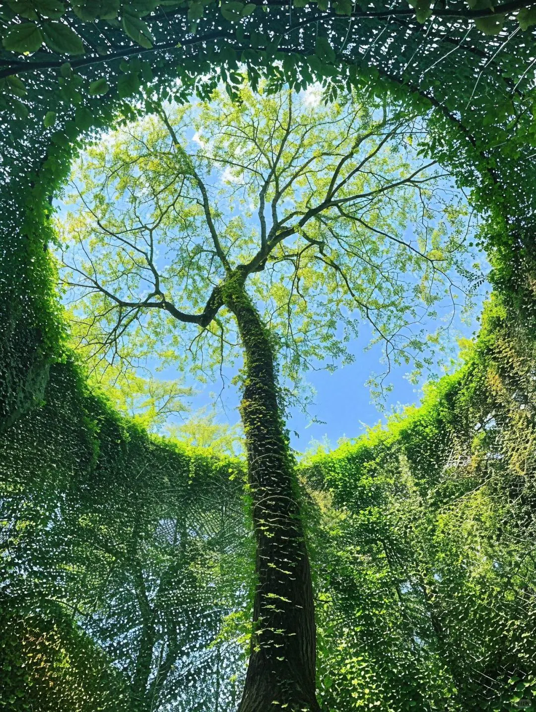 大自然壁纸玫瑰树🌲花海的尽头是治愈系浪漫