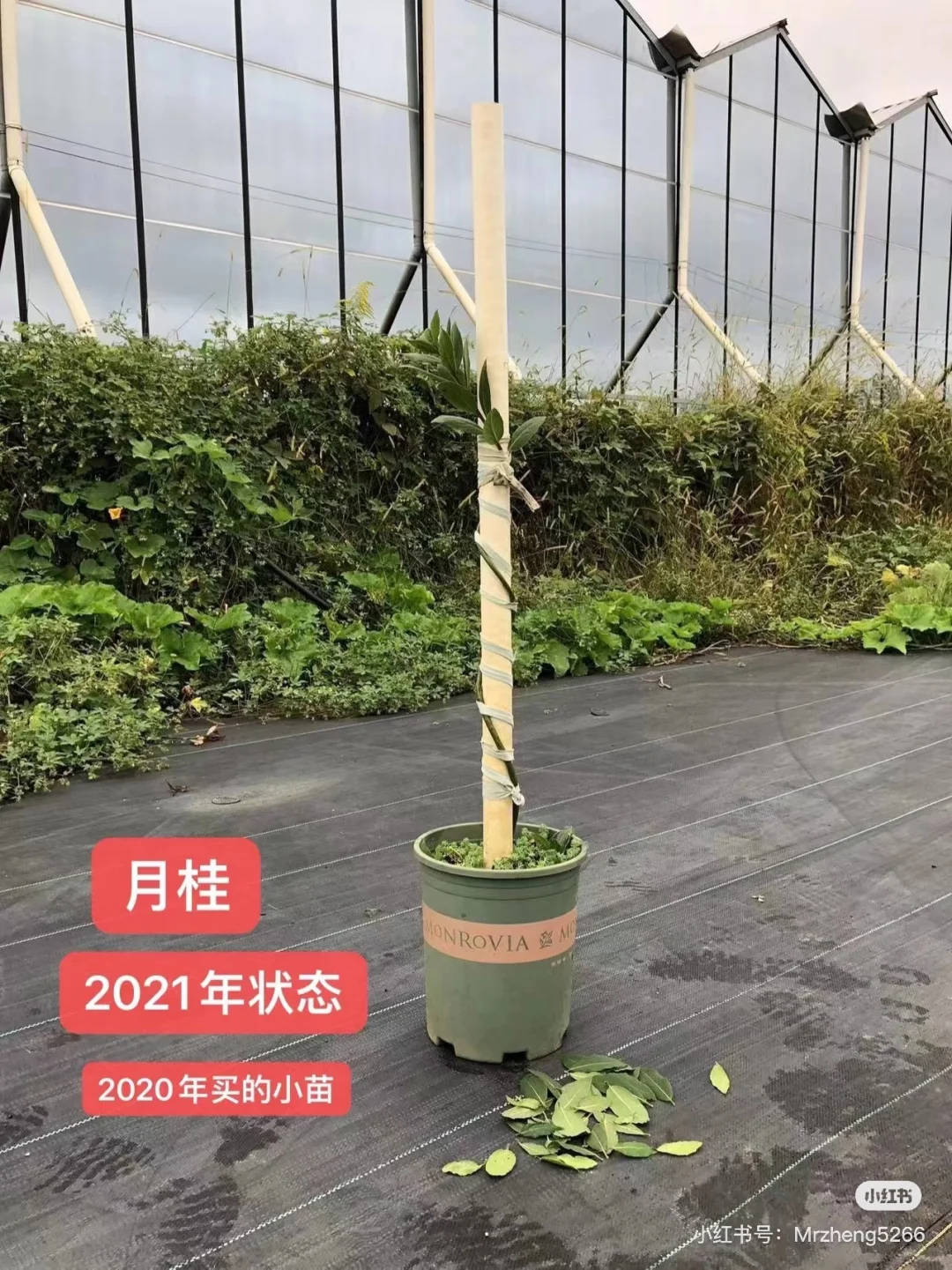 耗时第五年，终于实现了“电话线棒棒糖”