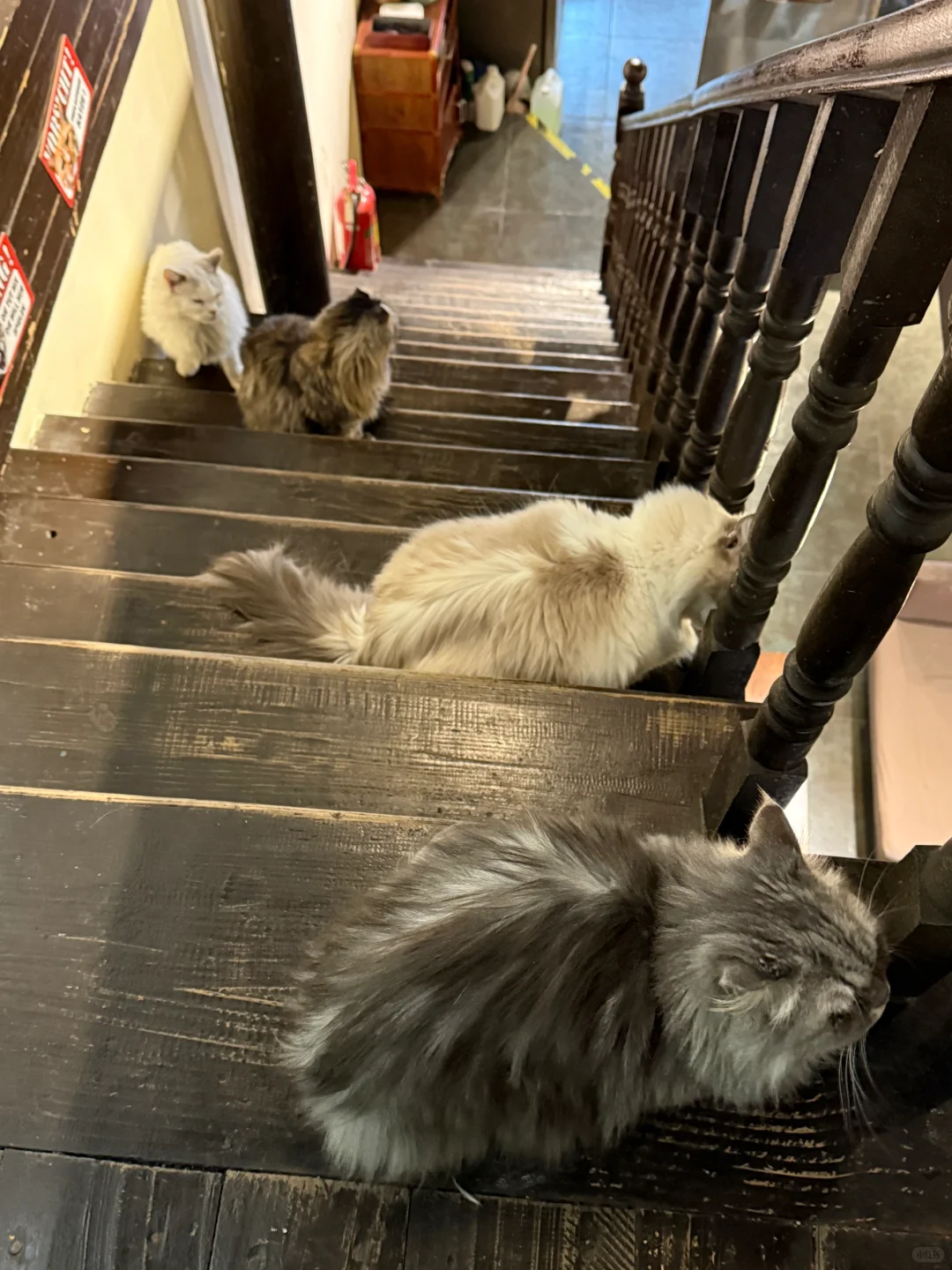 下午茶这样拍🐱