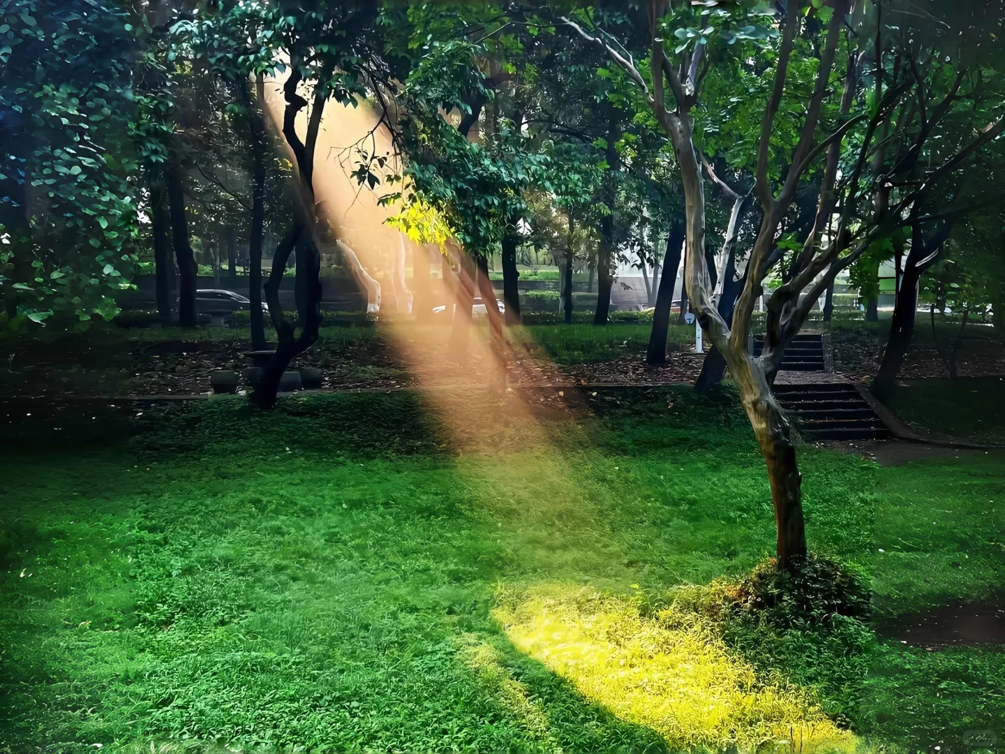 iPad护眼壁纸～今日主题🍀生命力☘️