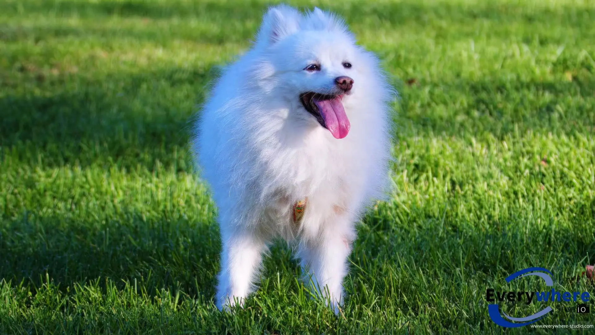 卡尔加里也能拍出“电影脸”的柴犬？封面感爆