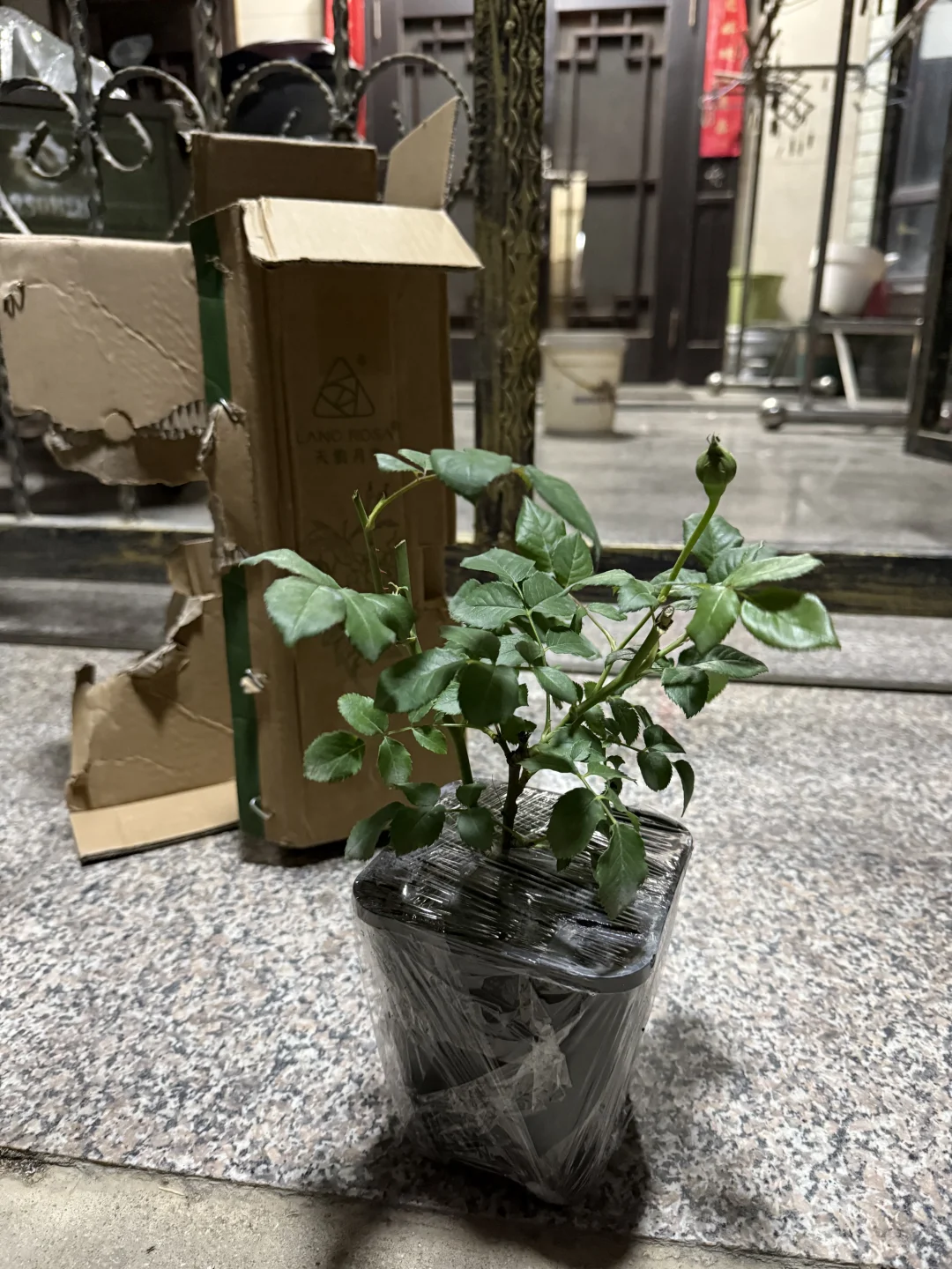 天狼玉环鸣