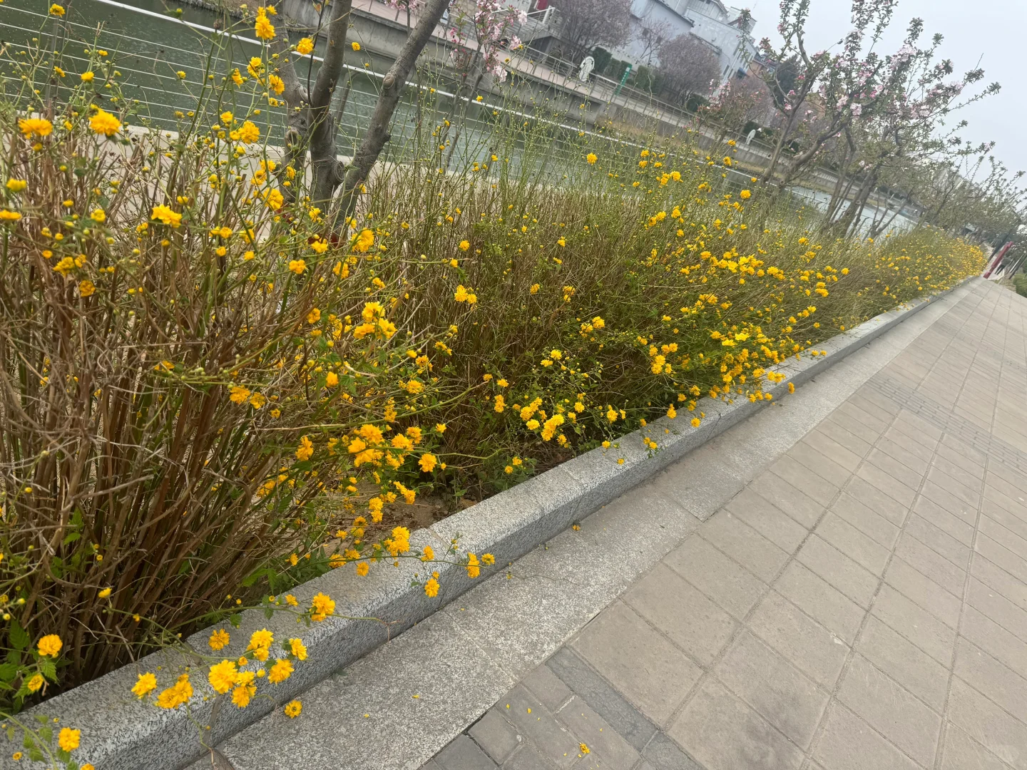 故事的小黄花,从出生那年就飘着