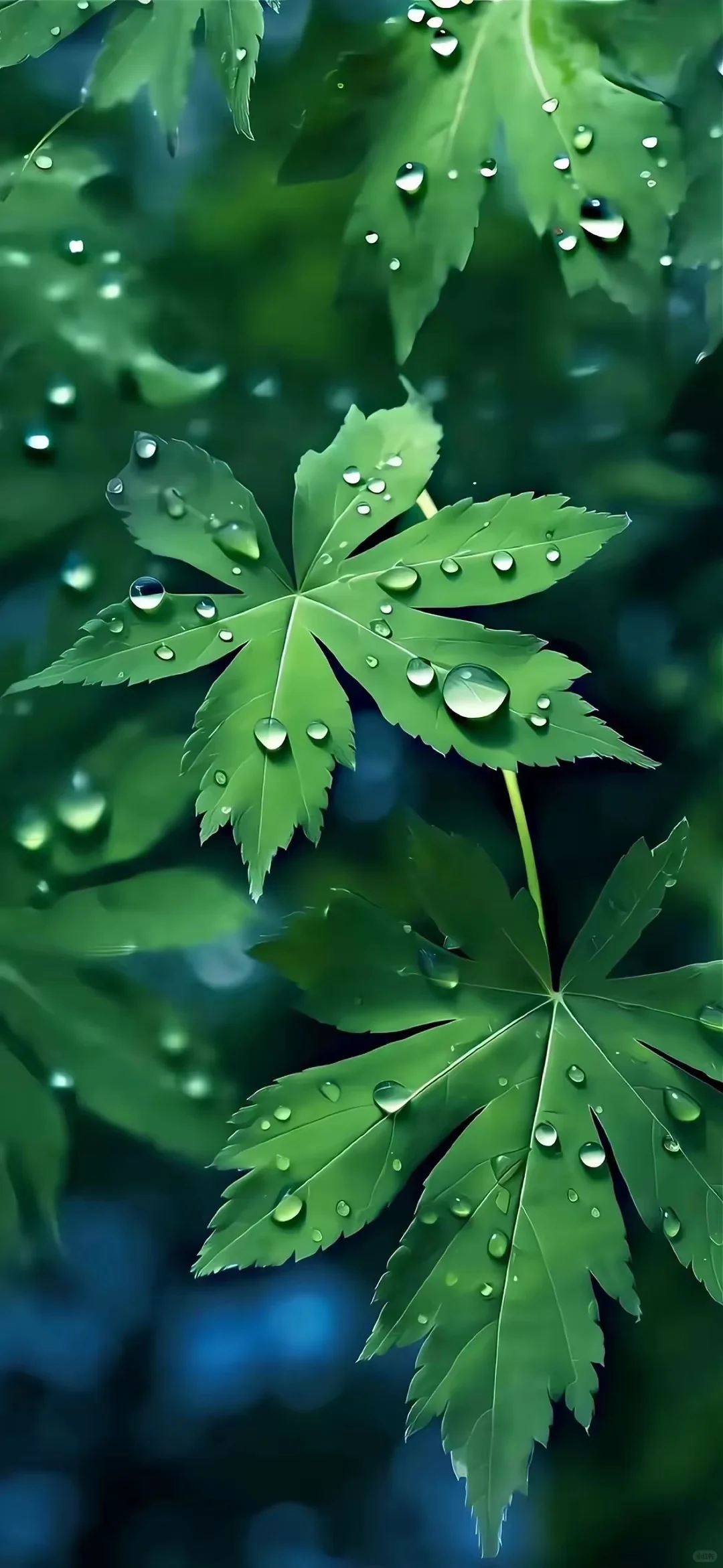 水果植物｜静物壁纸