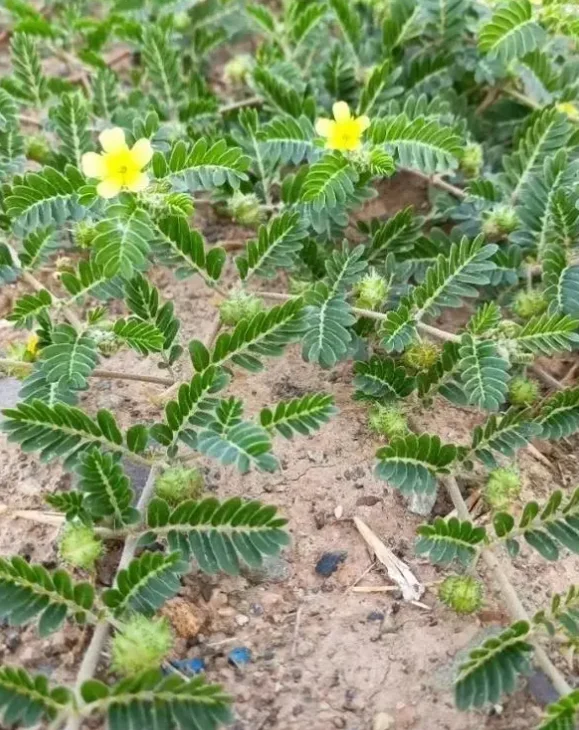 治眼睛的两味药，仅需几毛钱
