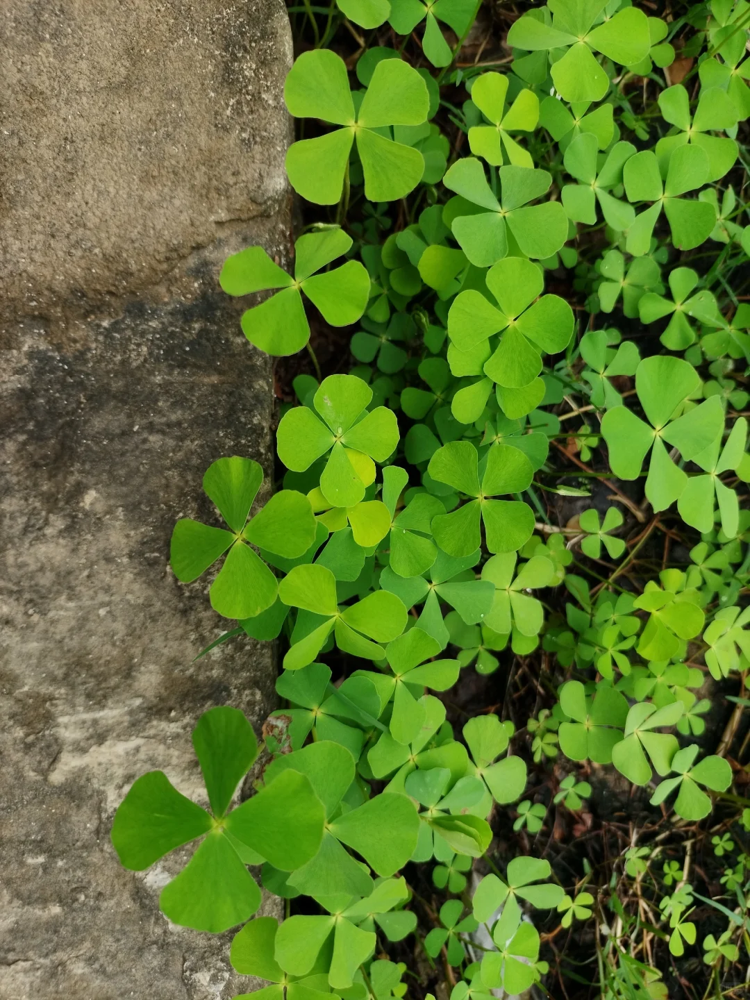 植物图鉴｜蘋