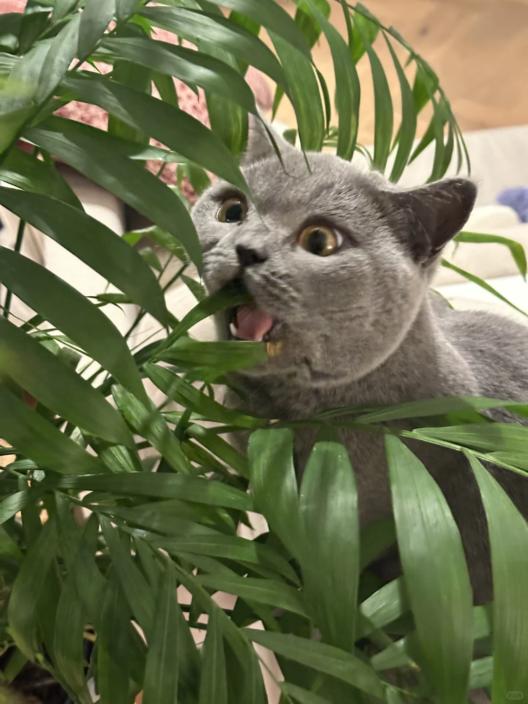 🐱 女明星写真