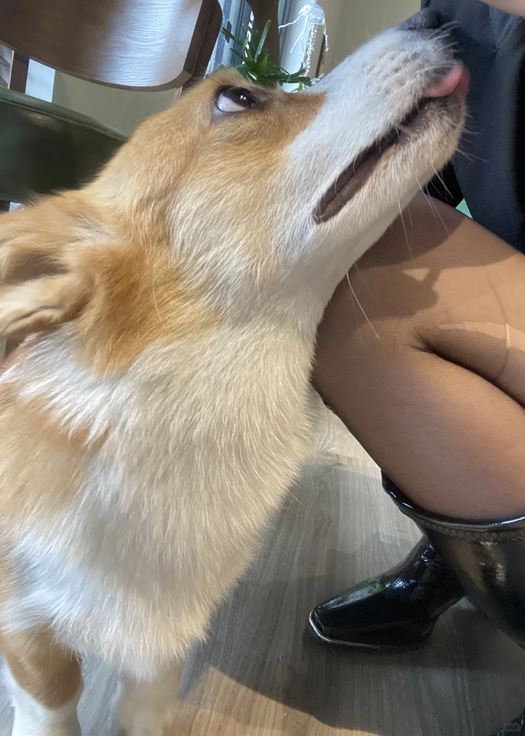 狗狗最热情！！！