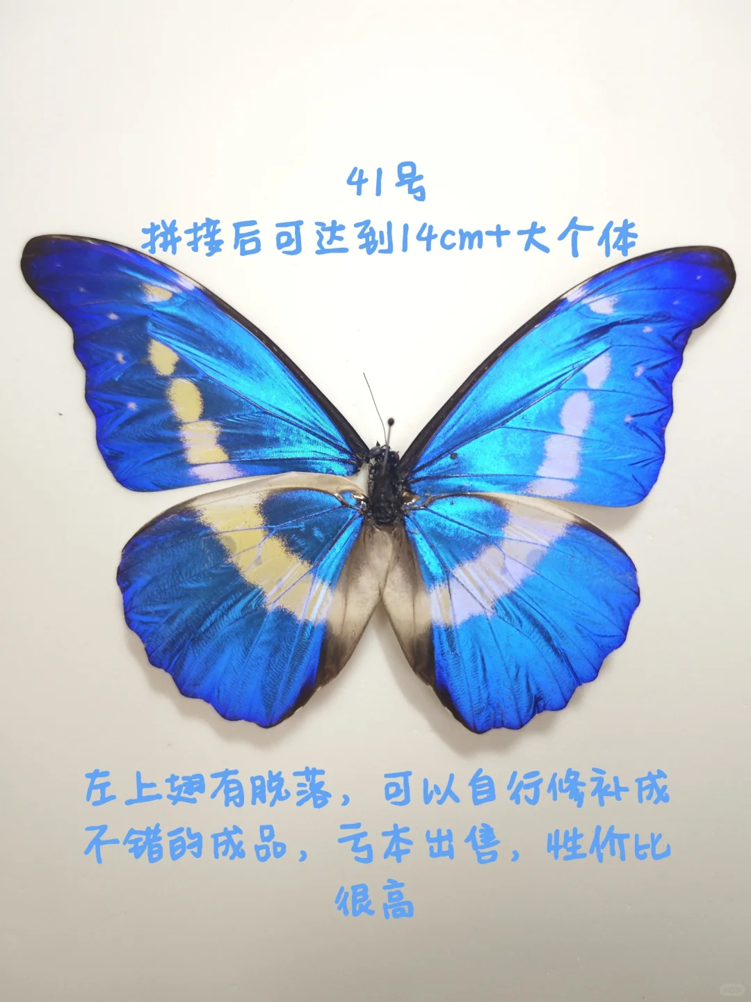 光明女神闪蝶➗
