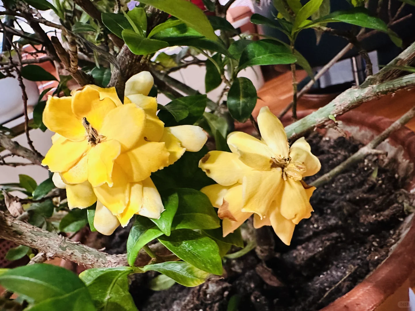 花开花落