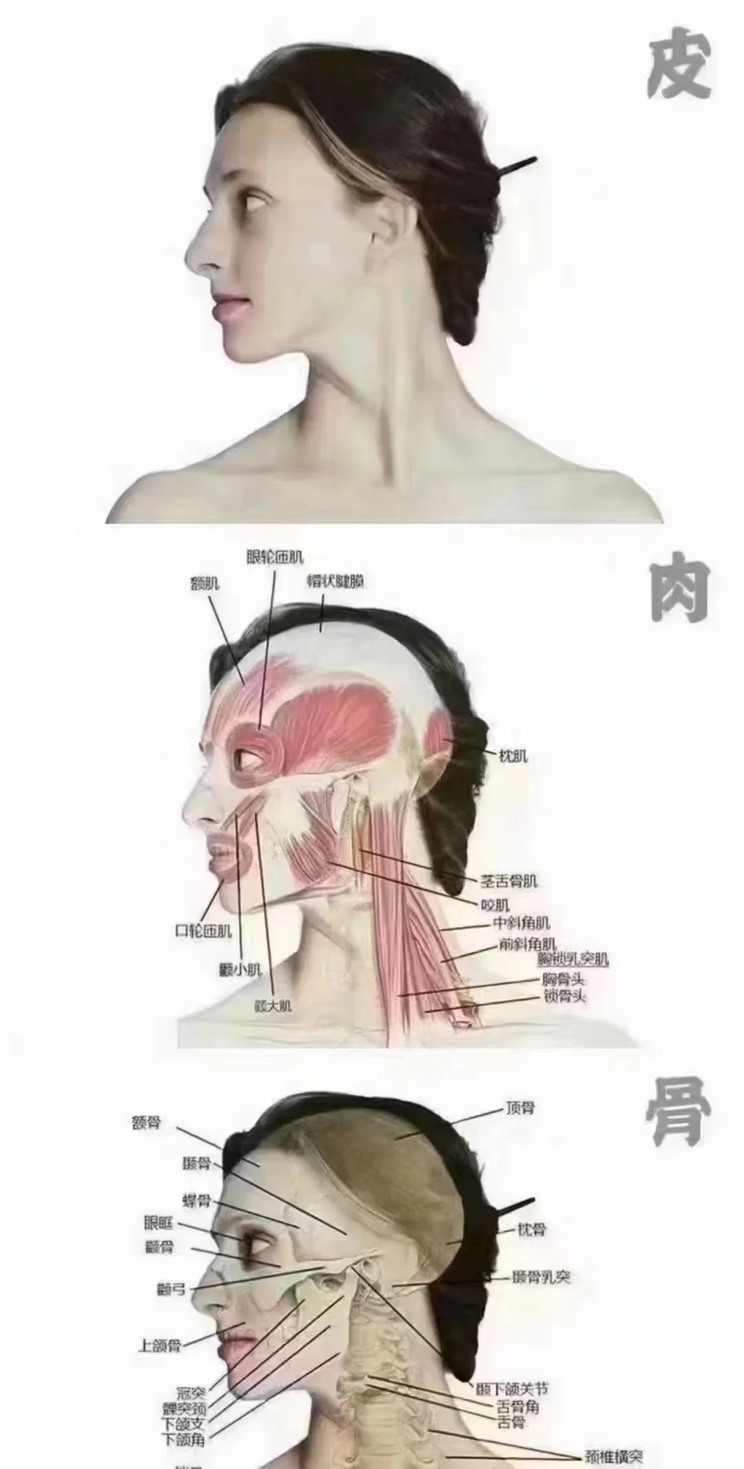 骨相美…