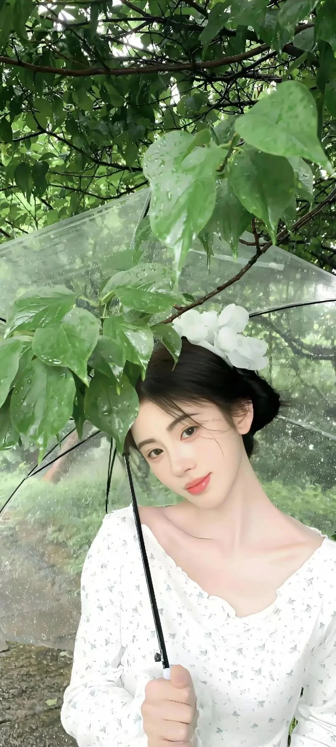 鞠婧怡的粉丝在哪里