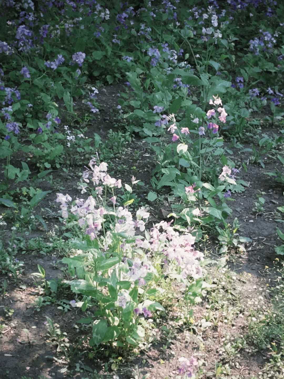 【PLOG】 211工科女大的日常🧚‍♀️