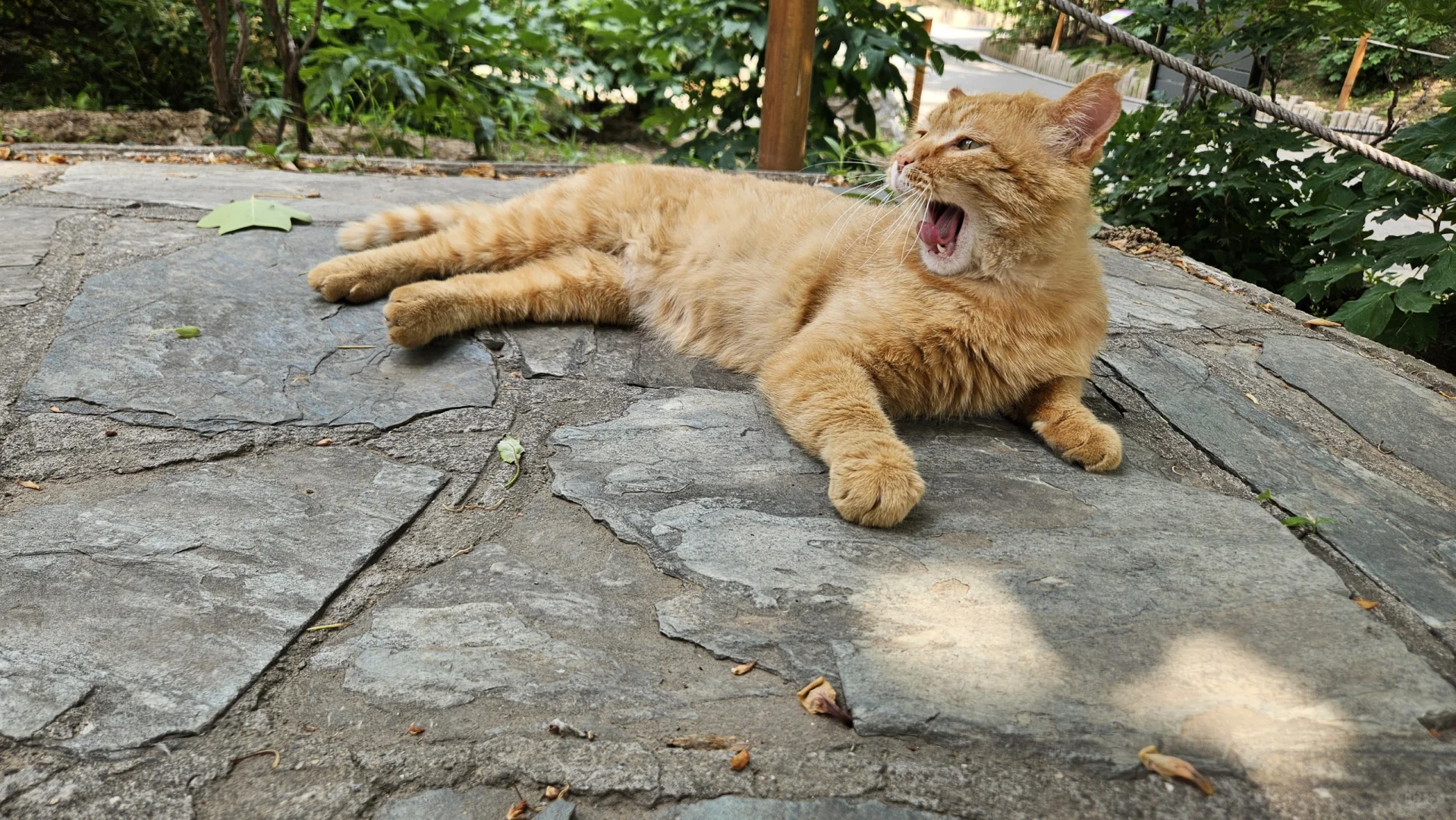 猫大人说要来一组写真集