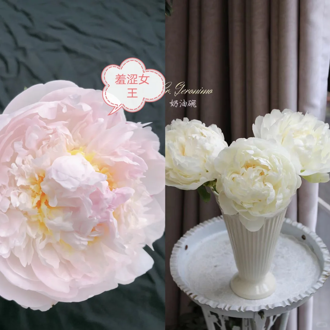 反季节芍药🌸限时包邮