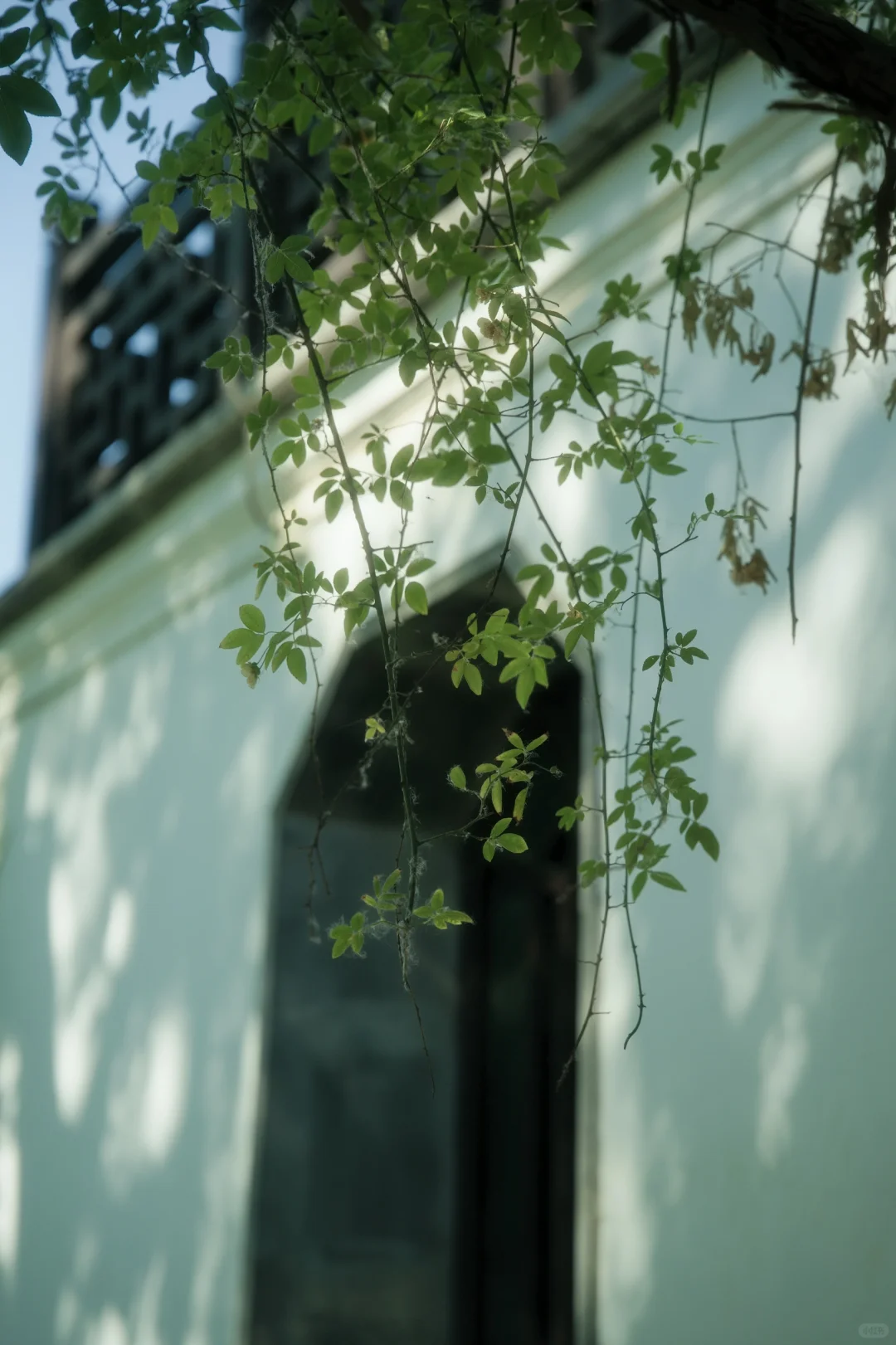 🌳 「富士绿の森」