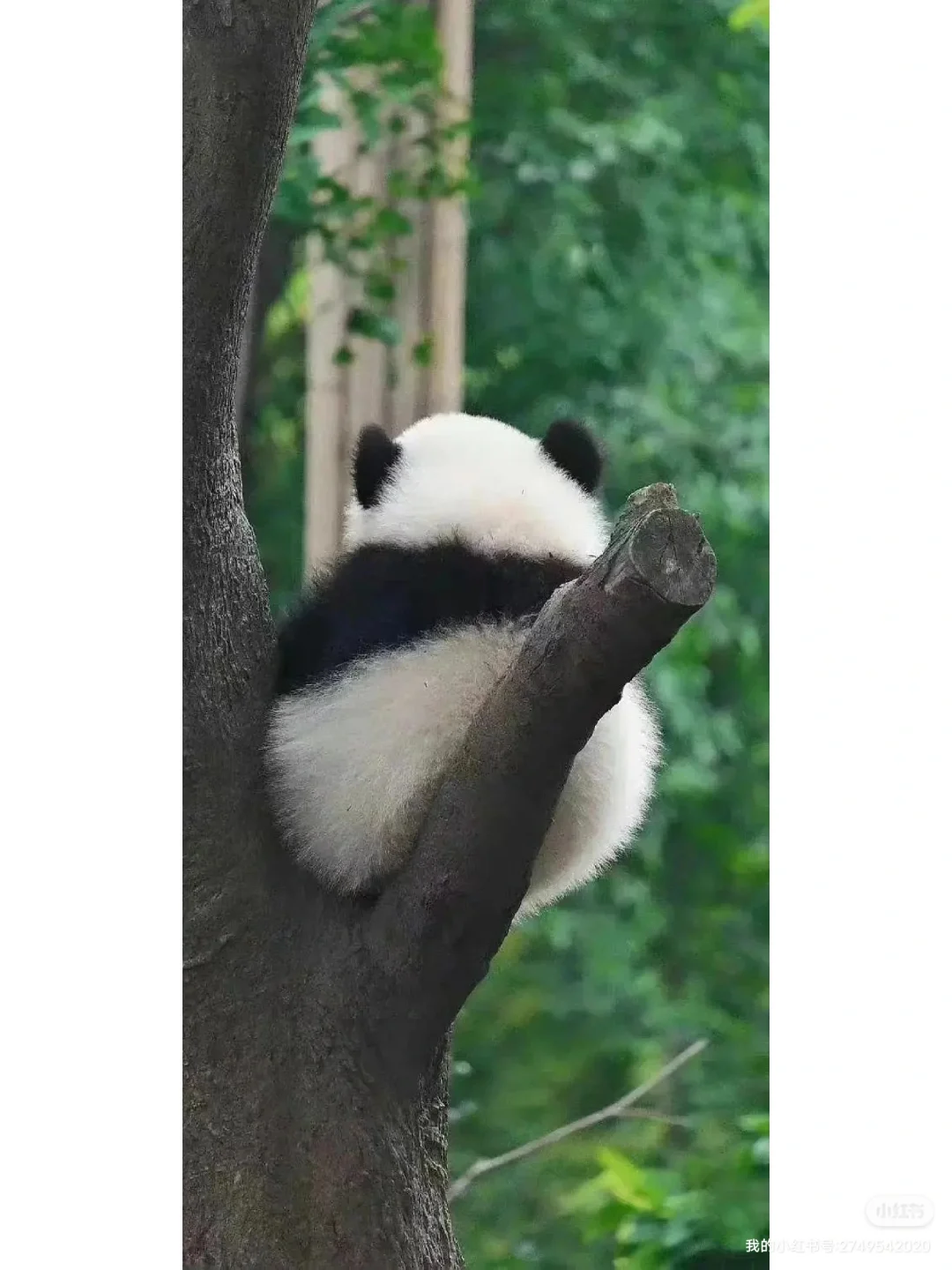 哈哈哈，粉丝太逗了