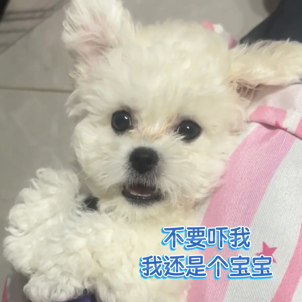 狗狗我啊 知道自己是个小可爱