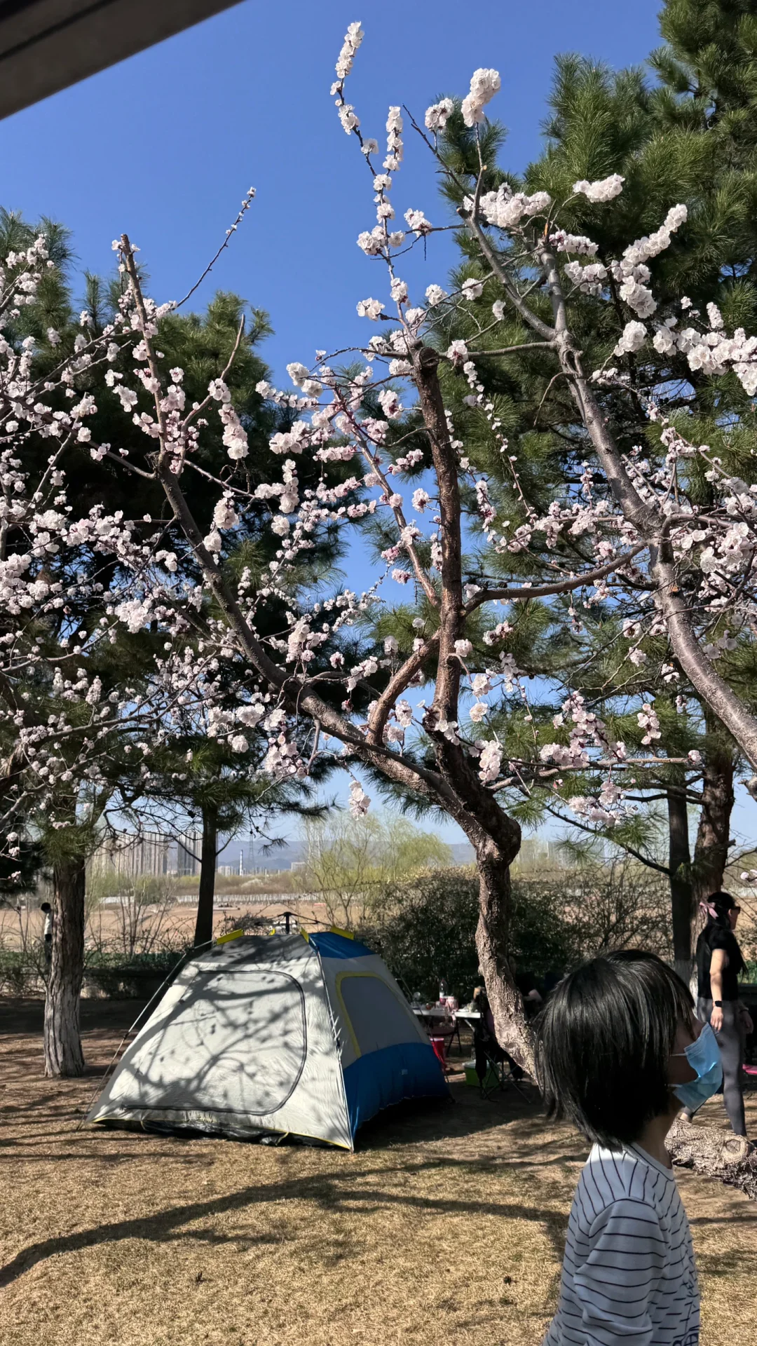 北京06｜春与人宜🌸