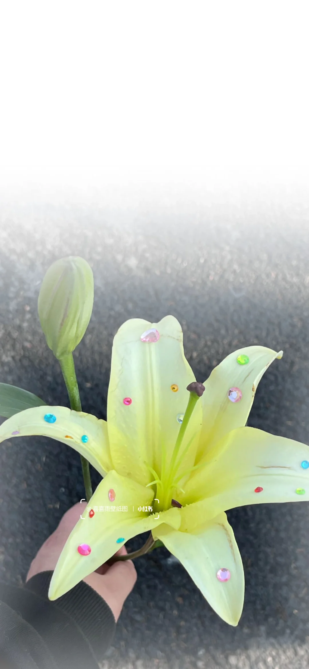 𝑺𝒉𝒂𝒓𝒆.好喜欢的百合花壁纸