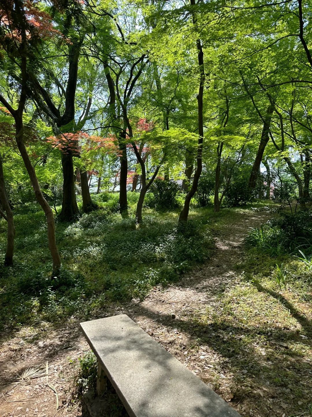 绿野仙踪🍃🌿