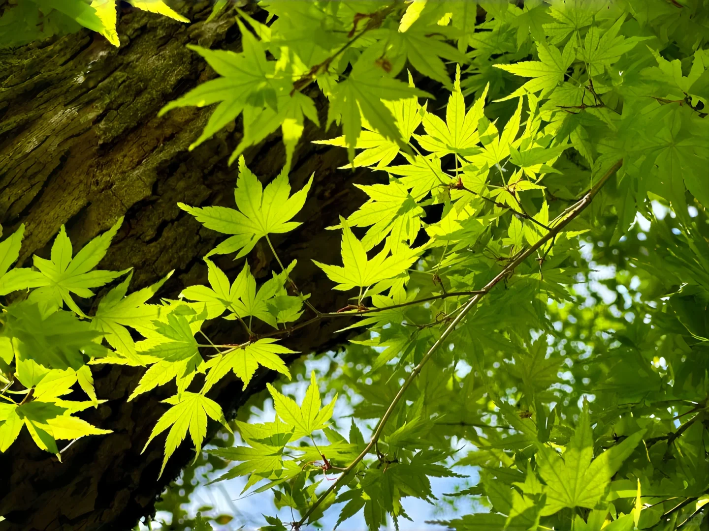 iPad壁纸-夏天的即视感