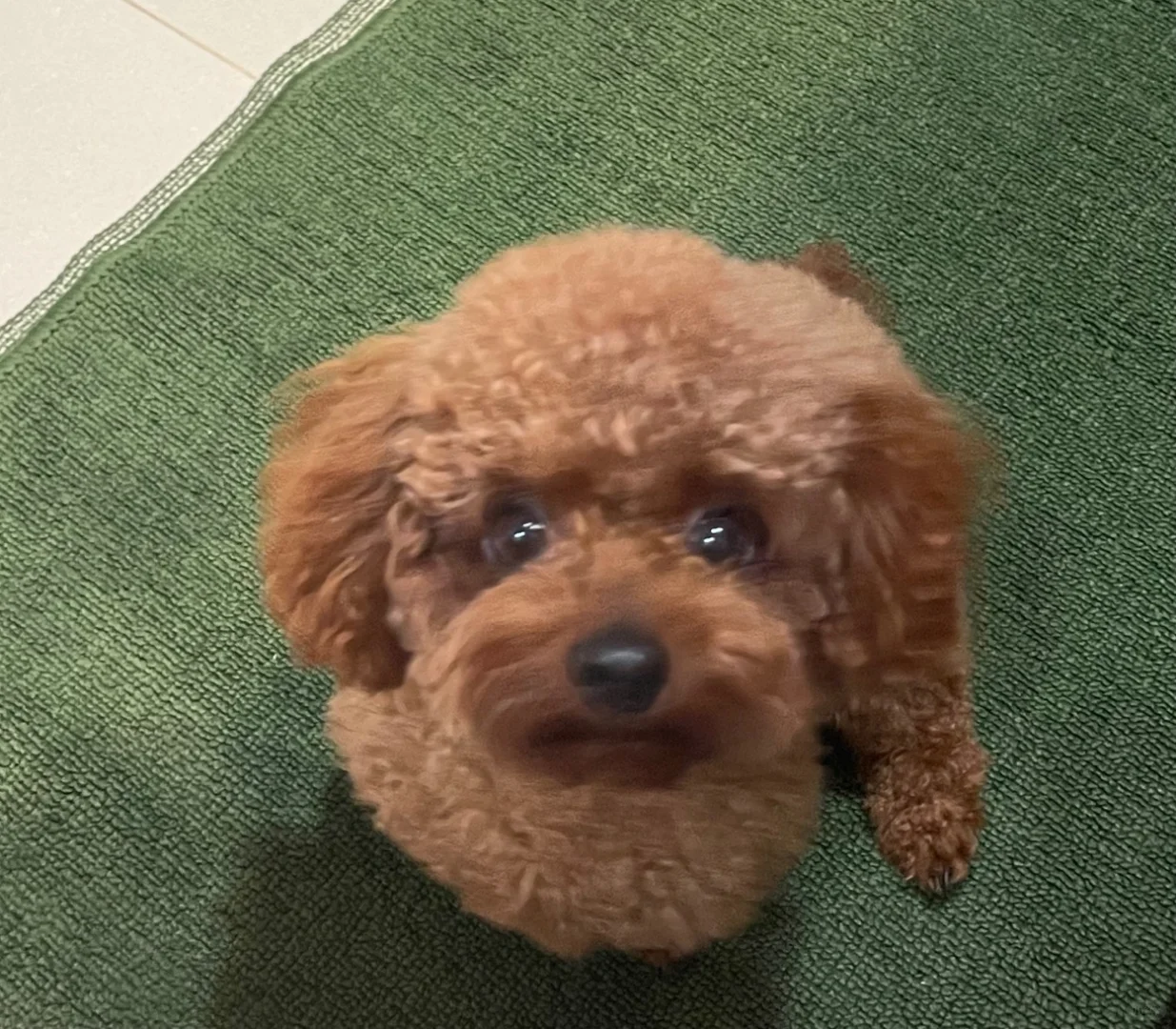 修狗私房照🐻