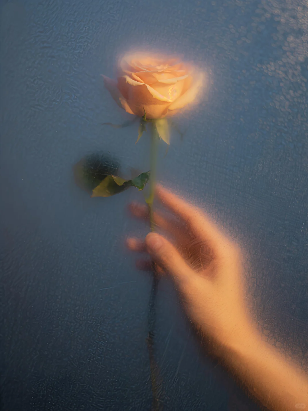 朦胧之美🌹玫瑰恋语