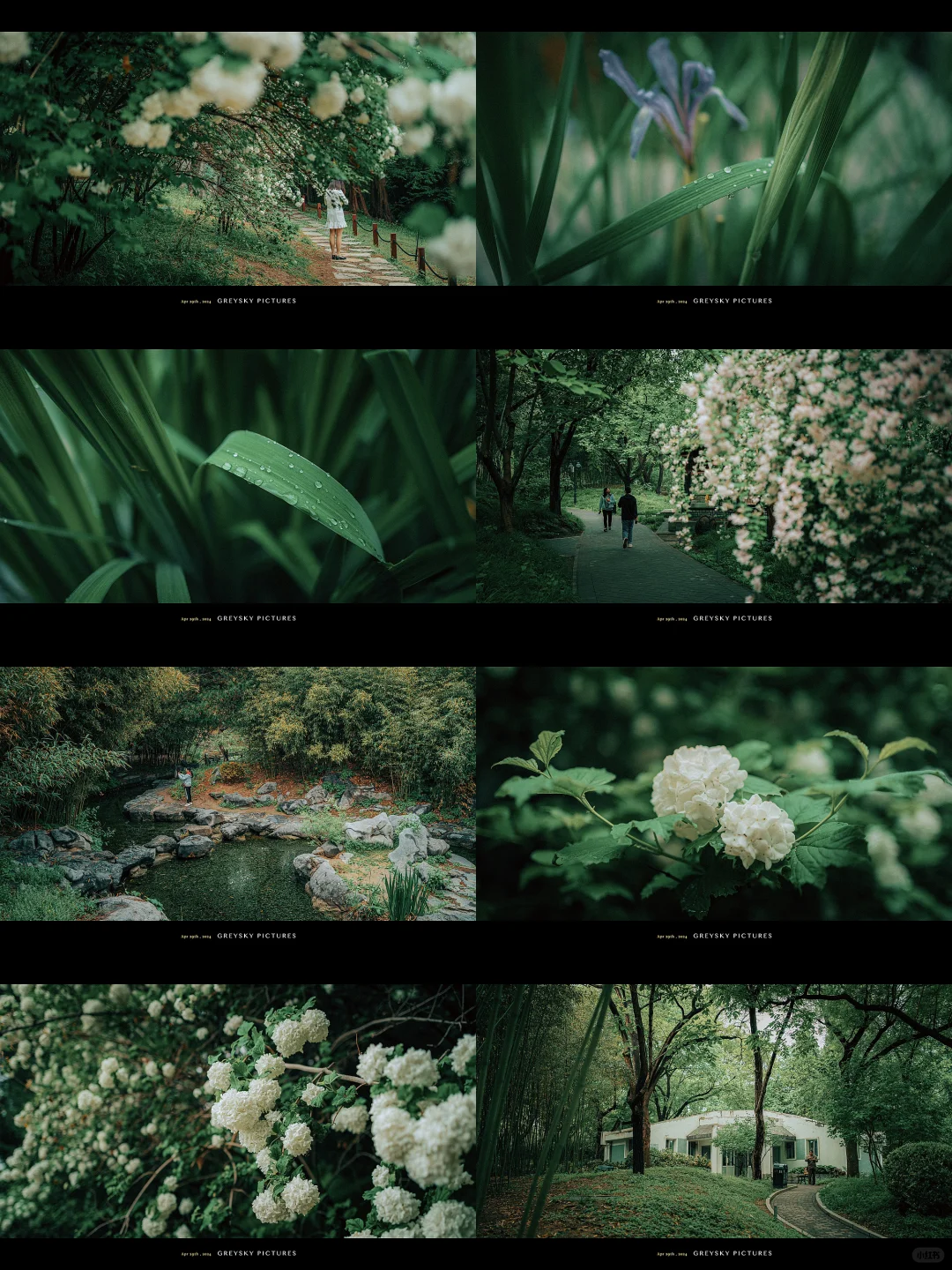 💐我拍到了印象派｜Flowers Blooming