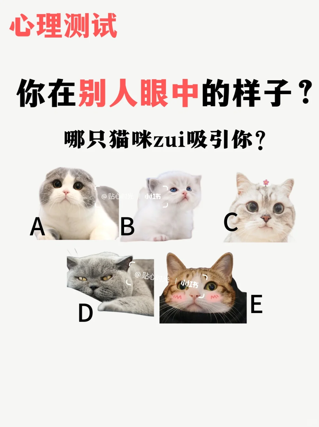 选一只猫，告诉你在别人眼中的样子🥰