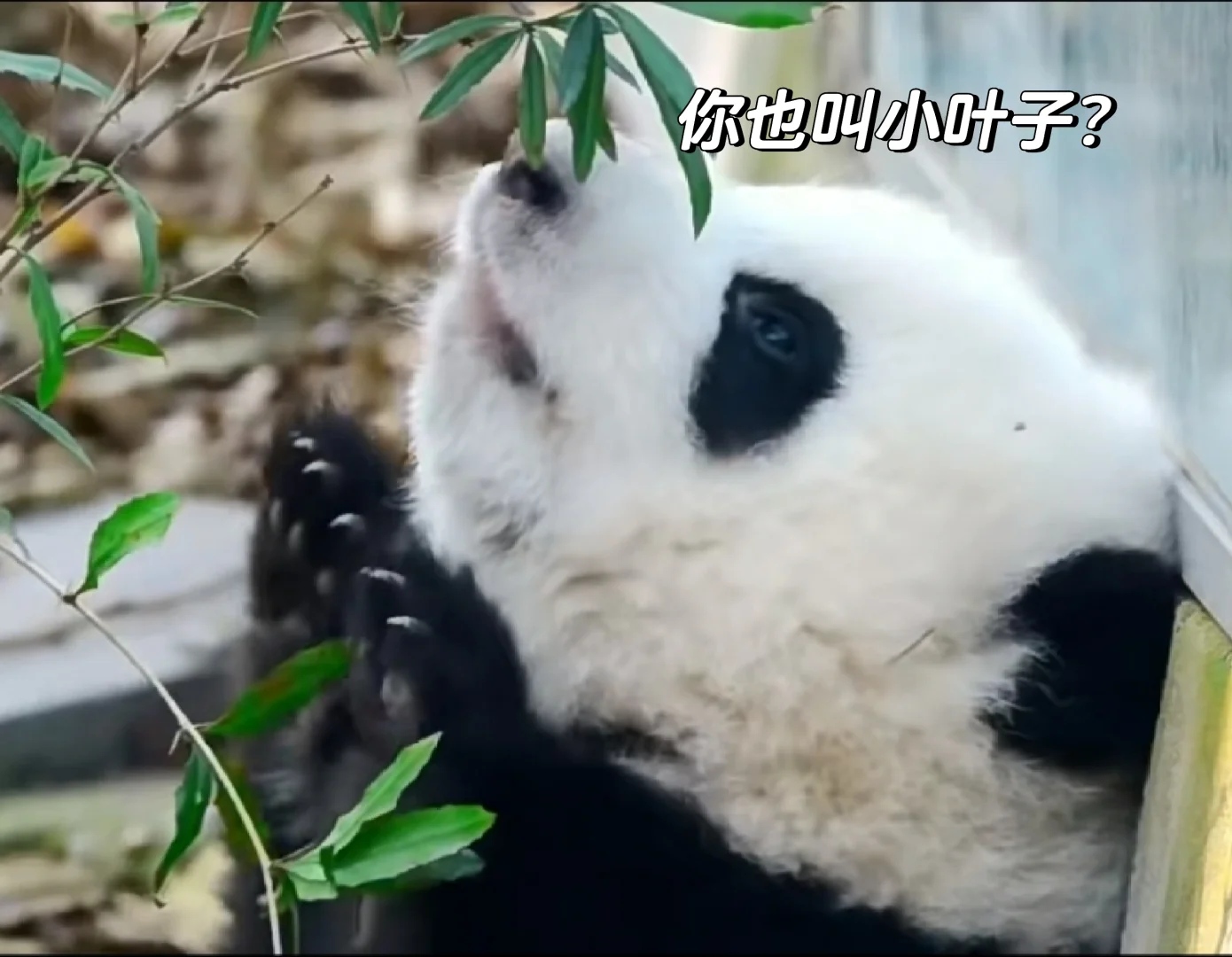 大熊猫花花表情包