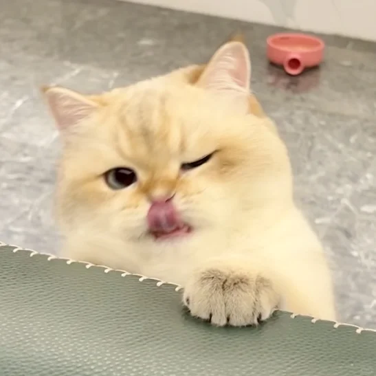太好了是修猫表情包！我们有救了