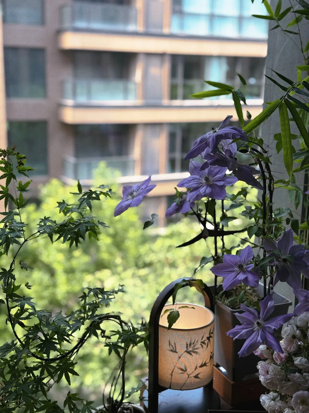 直播51天涨粉6000➕，不露脸直播太香了！