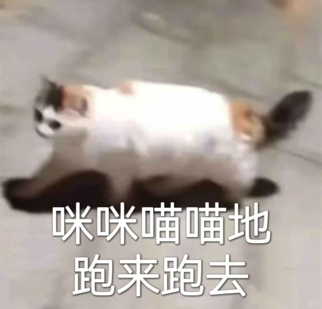 真的很爱收藏一些小猫搞笑表情包