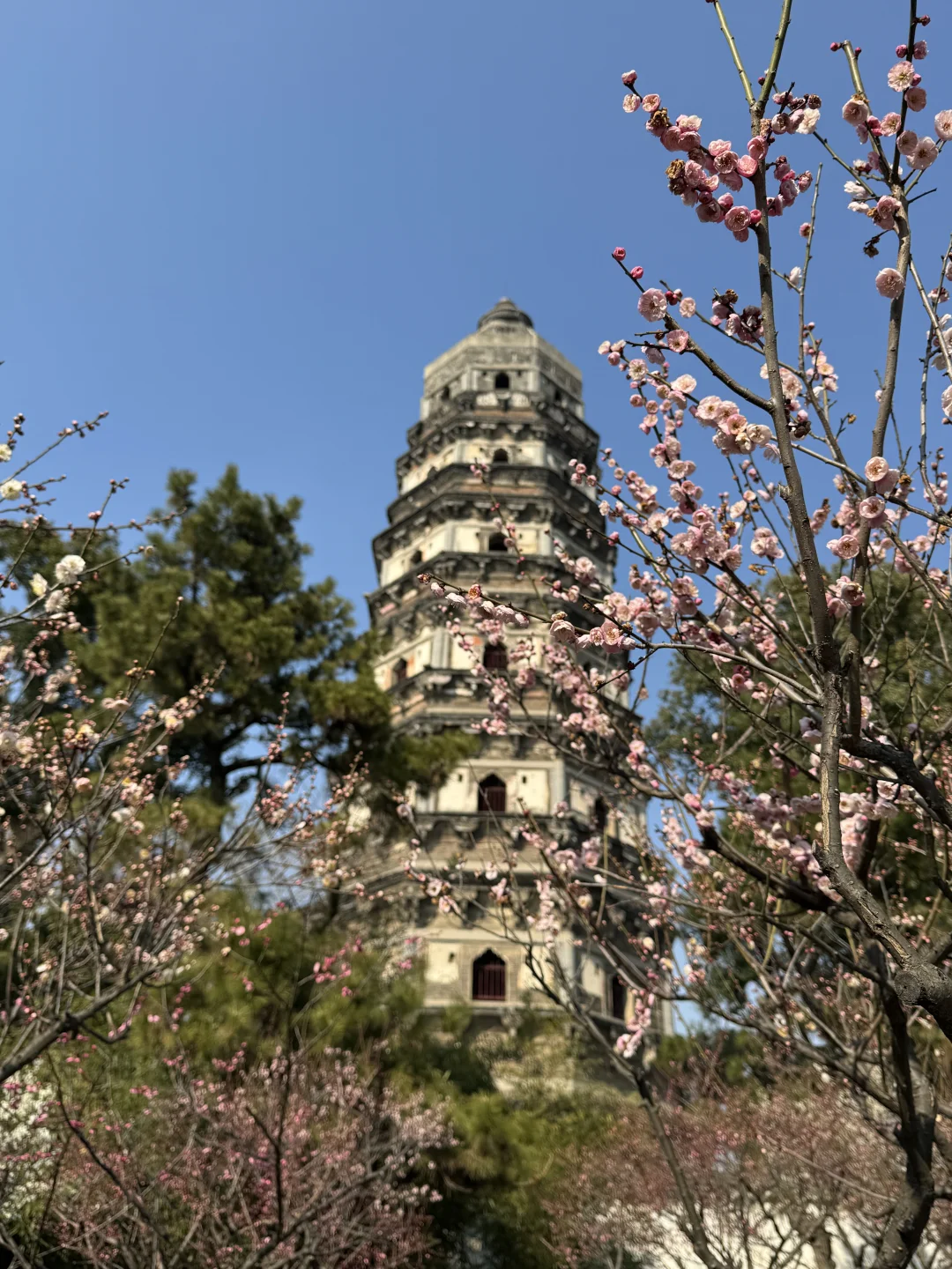 这梅