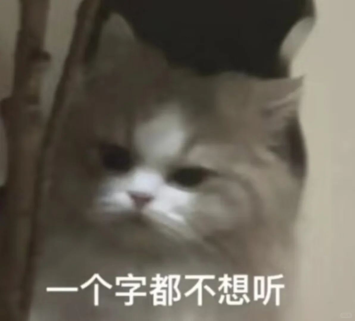 我是不会停止收集抽象表情包的！