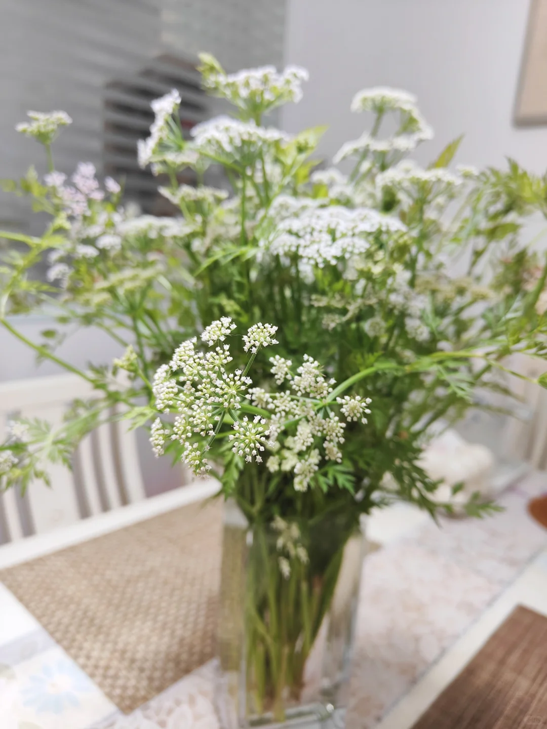 不要钱的蕾丝花