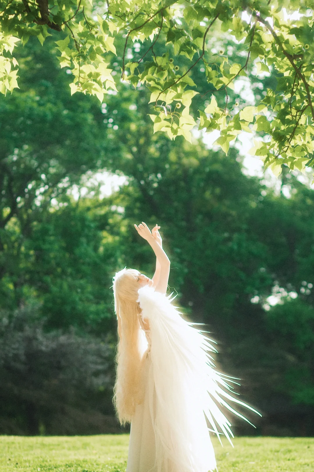 森林里落下的神明之诗🌿🕊️✨🪽