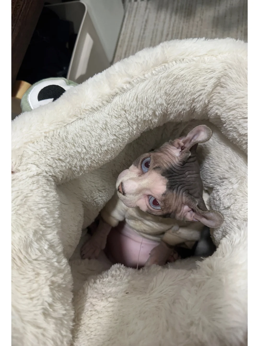 什么好奇小猫！
