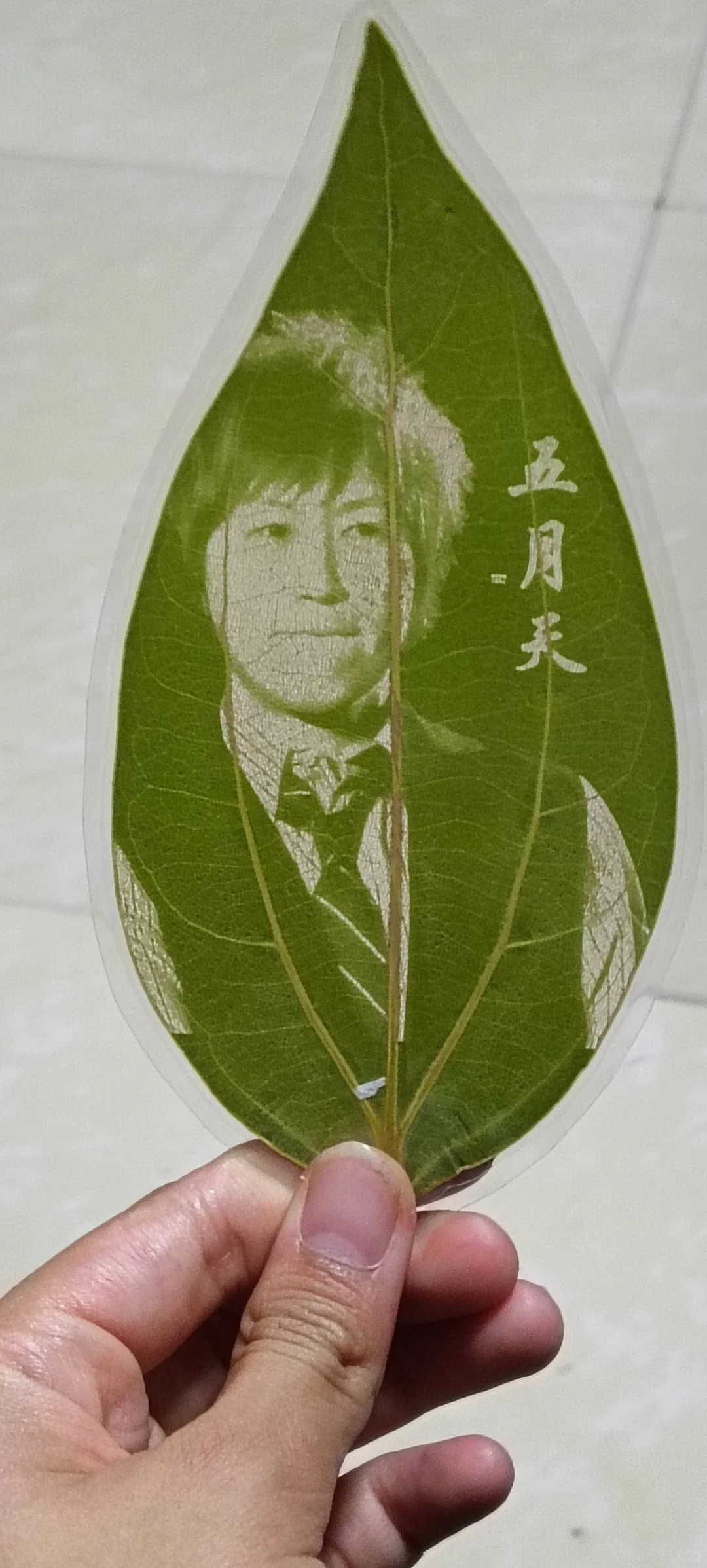 五月天的铁粉做的树叶书签